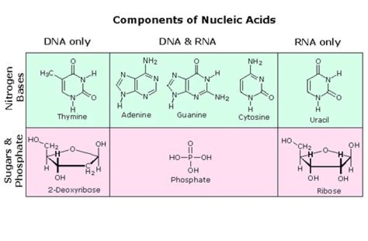 ___ acid (DNA component)