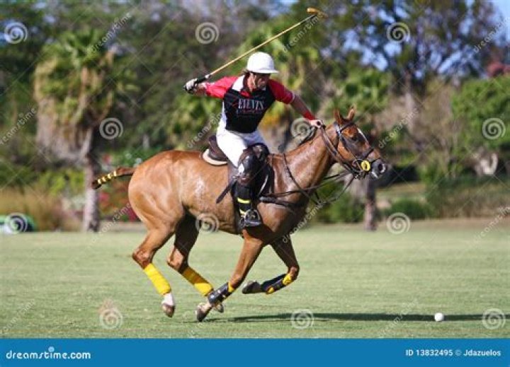 Animal ridden by a polo player