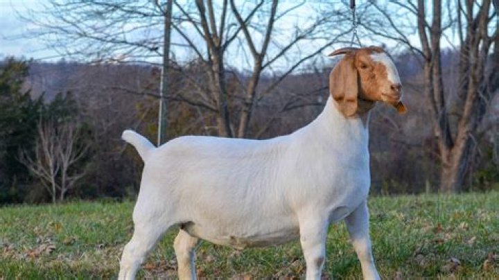 Bleat heard in a pasture