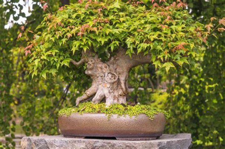 Bonsai tree's container