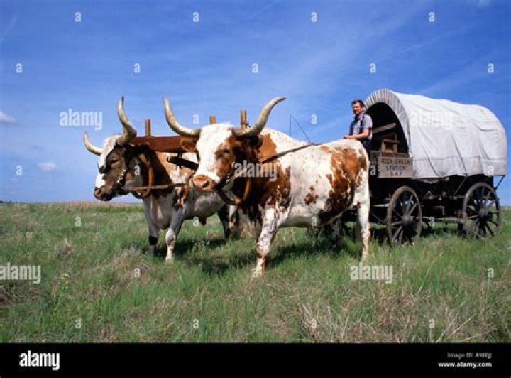 Bovines that pulled wagons on the Oregon Trail