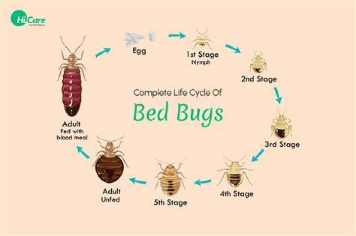 Bug that makes one go Achoo