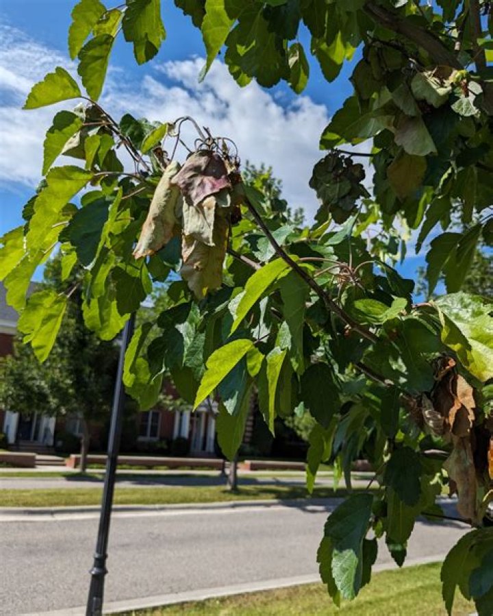 Prune as a dead tree limb