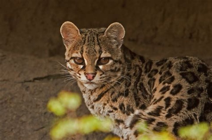 Spotted wildcat