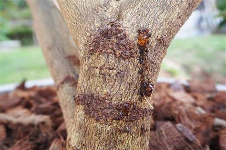 Sticky stuff oozing from a tree trunk