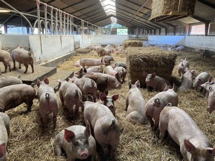 Swine's place on a farm